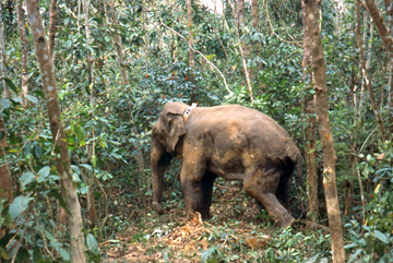 Asian elephant with early Argos system