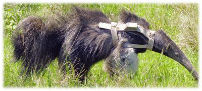 Harness with MOD-400 on giant anteater